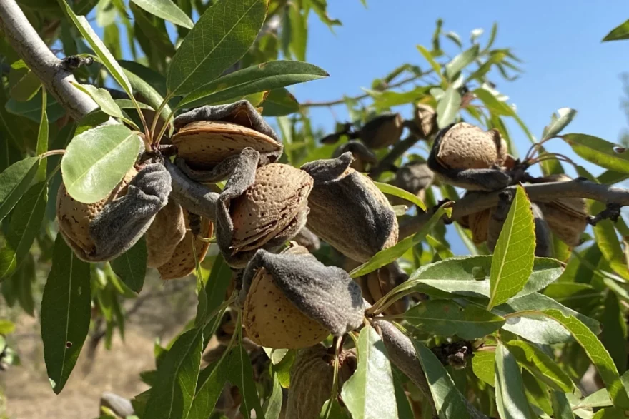 Reife Bio Mandeln am Baum