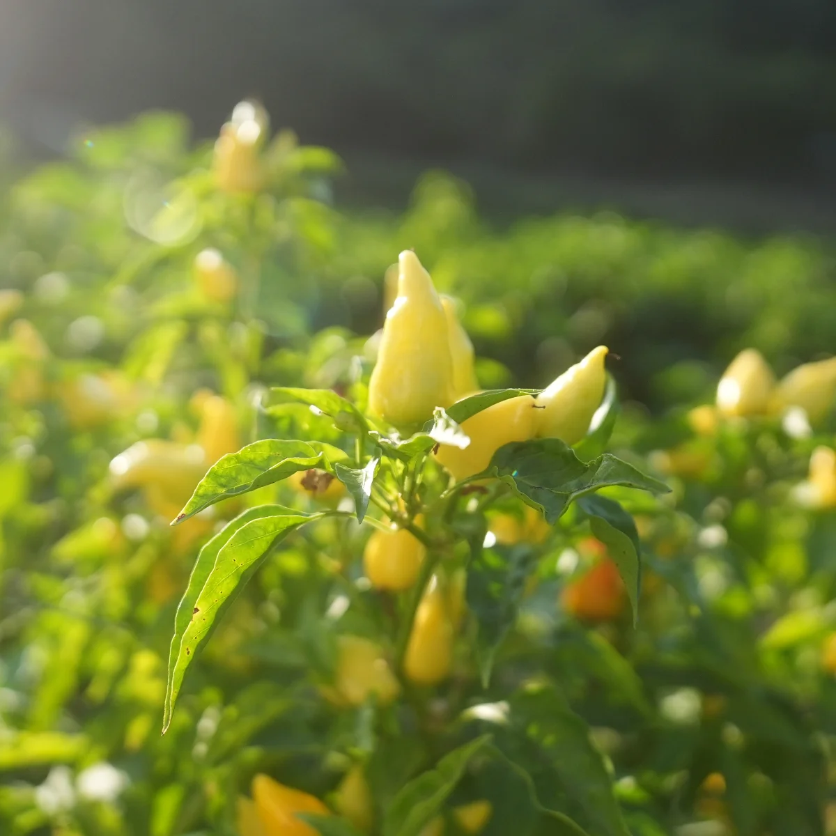 Bio Džinka, eine lokale Chili-Sorte, in der Sonne am Feld in Südserbien