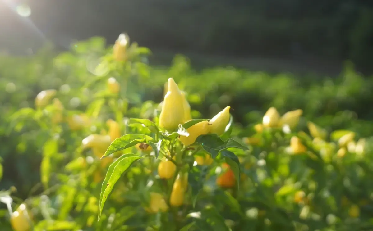 Bio Džinka, eine lokale Chili-Sorte, in der Sonne am Feld in Südserbien